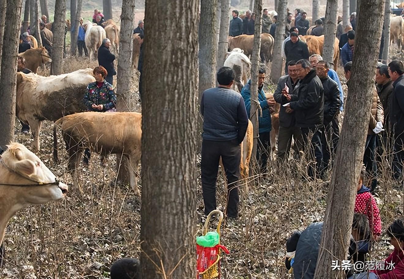 晴天霹雳三两声,天子降临牛家村是什么生肖的警惕虚假宣传-全面释义、全面解答解释落实