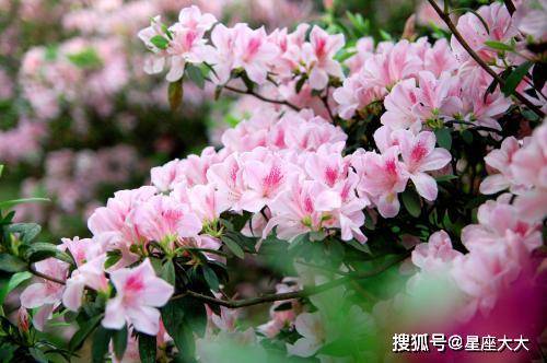 好运一五今期开，百花争艳好春开打一准确生肖，详细解答、全面解答解释落实